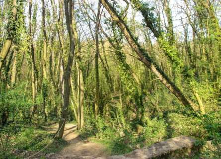 Haluzická tiesňava